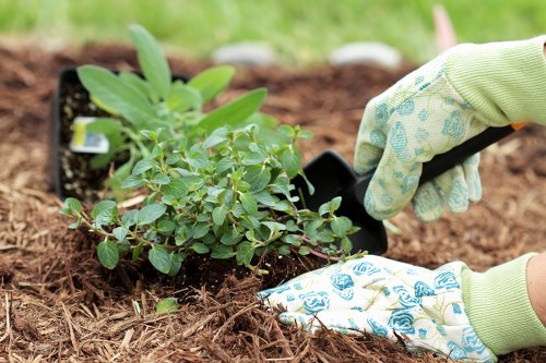 Professional garden maintenance in Little Ilford with healthy plants and tidy borders