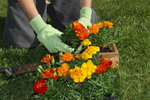 Local garden maintenance in Little Ilford with lawn care and hedge trimming
