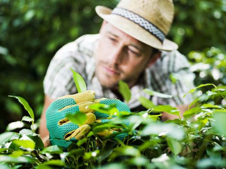 Seasonal hedge maintenance in a residential Little Ilford property