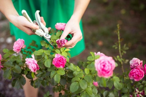 Professional garden maintenance in Little Ilford including hedge trimming and weed removal
