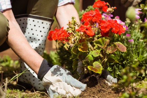 Garden maintenance in Little Ilford focusing on lawn care, shrubs, and patio cleaning