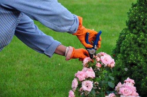 Pruning and crown reduction for a tree in Little Ilford